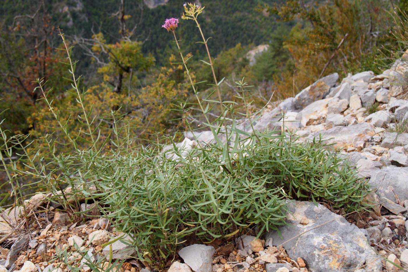 Valerian, Mauve plant